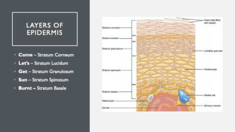 31 Medical Mnemonics Every Medical Student Should Know - Zach Highley